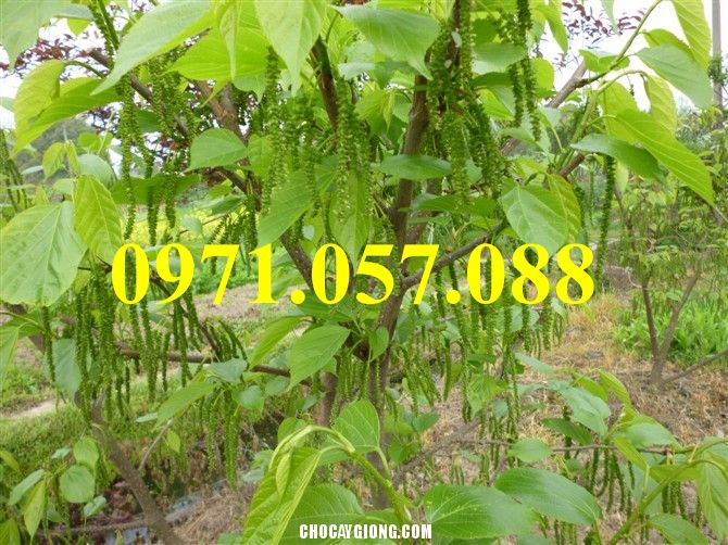 CÂY GIỐNG DÂU QUẢ DÀI ĐÀI LOAN